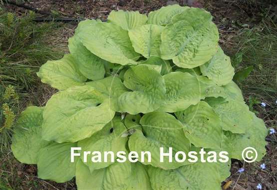 Hosta Corn Muffins